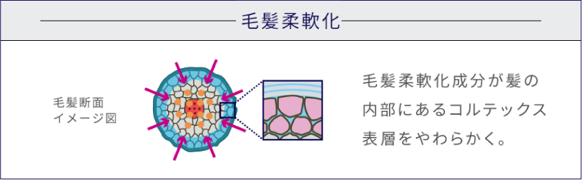【毛髪柔軟化】毛髪断面イメージ図｜毛髪柔軟化成分が髪の内部にあるコルテックス表層をやわらかく。