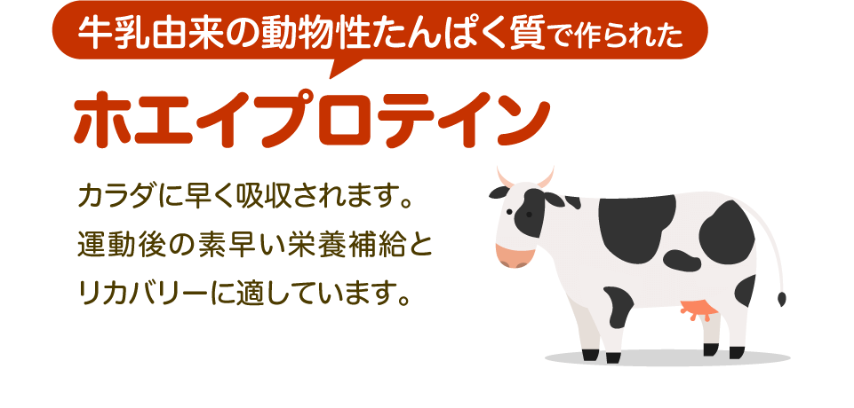 【牛乳由来の動物性たんぱく質で作られた】ホエイプロテイン カラダに早く吸収されます。運動後の素早い栄養補給とリカバリーに適しています。
