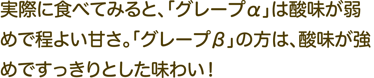 実際に食べてみると、「グレープα」は酸味が弱めで程よい甘さ。「グレープβ」の方は、酸味が強めですっきりとした味わい！